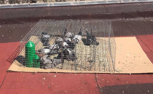 Comienza la captura de palomas con jaulas en la Parte Antigua de Cáceres