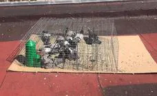 Comienza la captura de palomas con jaulas en la Parte Antigua de Cáceres
