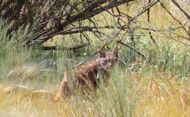 Silene, una nueva lince ya corre por Extremadura