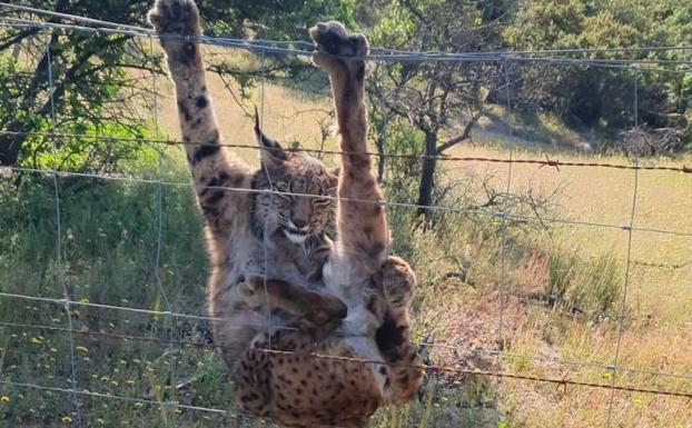 Puna, la historia de una lince con final feliz