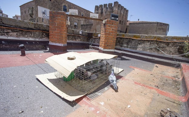 Aplazan la captura de palomas del casco antiguo de Cáceres tras morir varias en las jaulas