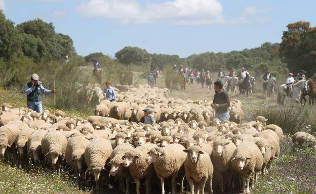 Valverde de Leganés celebra este fin de semana su feria de trashumancia y del queso artesano