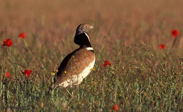El sisón reduce el terreno para las plantas fotovoltaicas