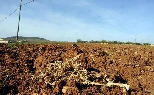 Efectos de la sequía en el campo extremeño.