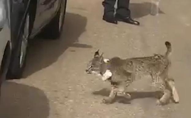 Un lince ibérico se 'empadrona' en Esparragosa de Lares