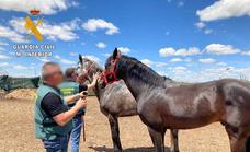 Encuentran en Tordesillas los caballos robados del club hípico Monfragüe de Cáceres