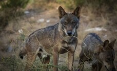 Extremadura busca posibles restos de lobos en la frontera con Portugal y en Gredos