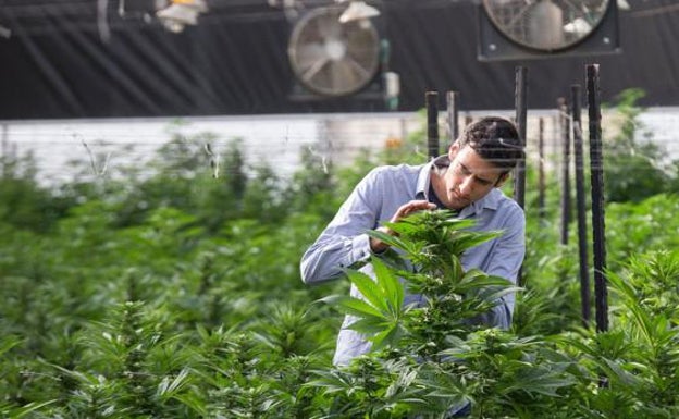El cannabis medicinal, más cerca de la luz verde del Congreso