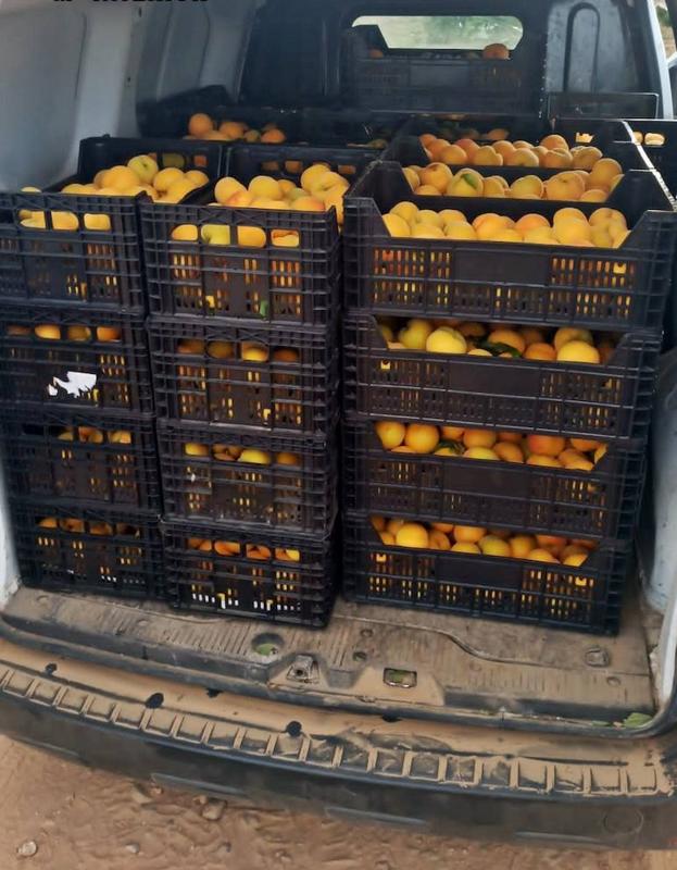 Investigan a cuatro vecinos de Badajoz por robar 2 toneladas de melocotones en Talavera