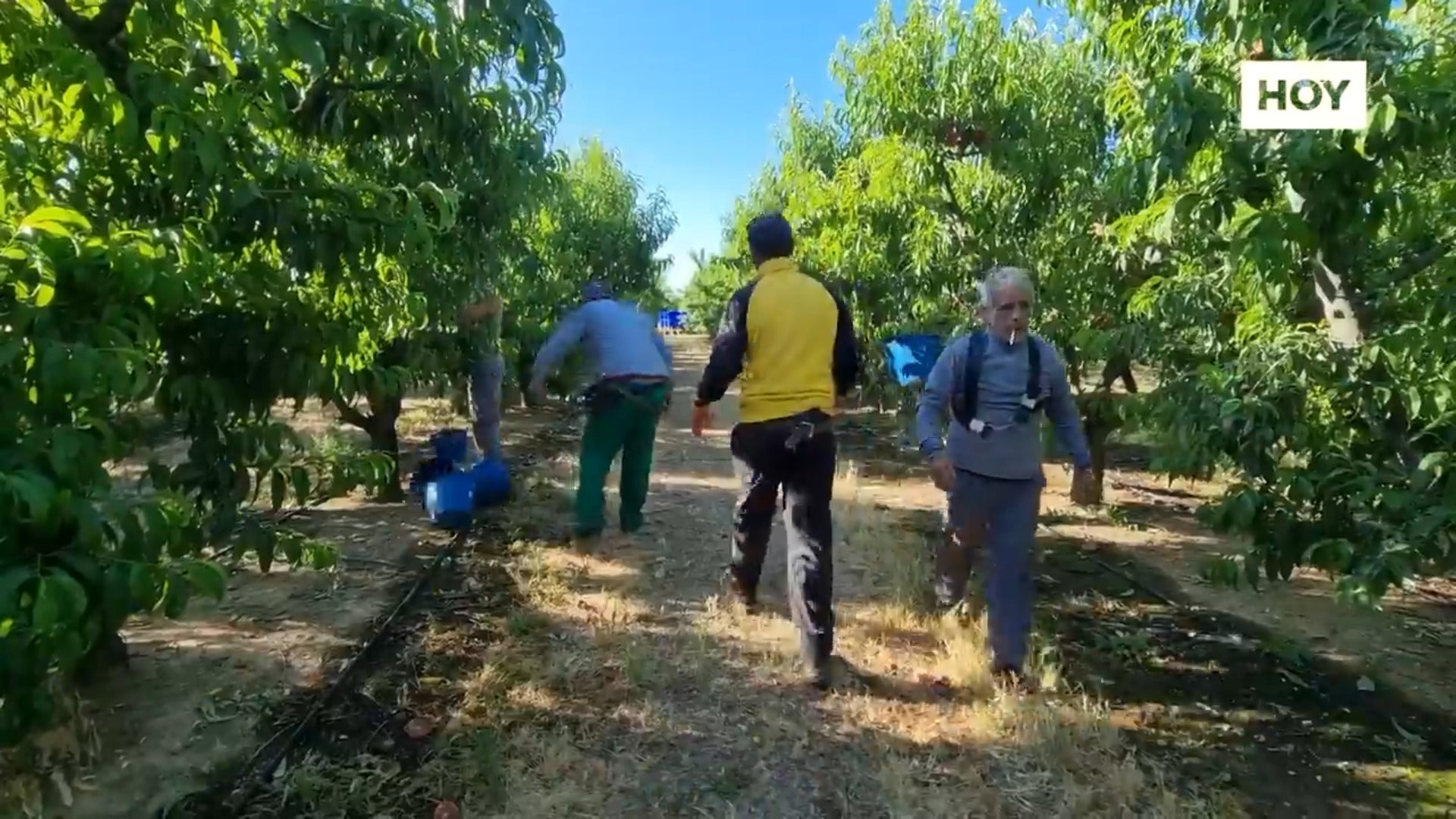 ​El precio de la fruta se dispara​