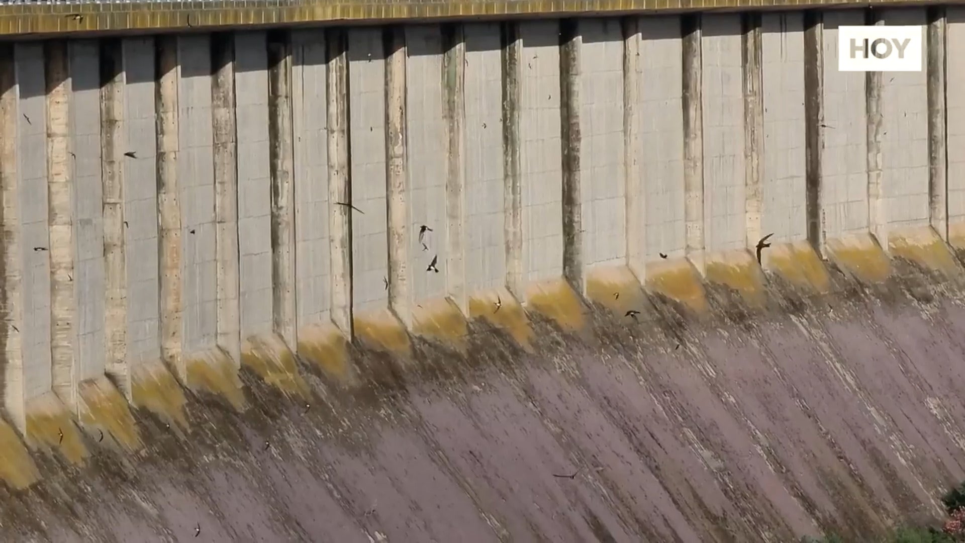 ​El reino del vencejo se encuentra en Alange​