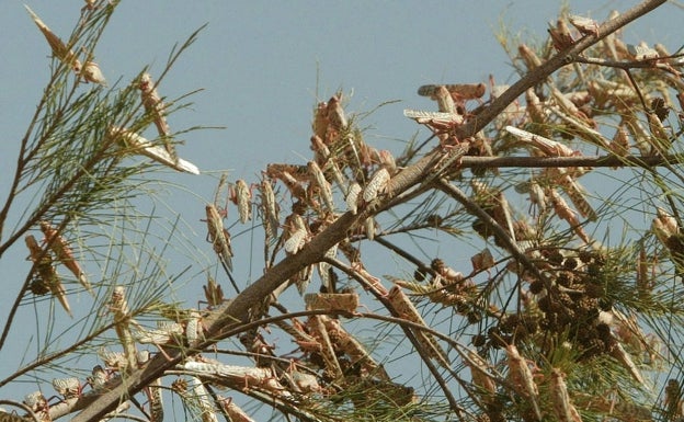 Agricultura recalca que no hay riesgo de plagas generalizadas de langosta en Extremadura