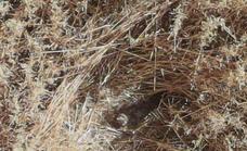Esperanza para el aguilucho cenizo al detectarse los dos primeros nidos en cuatro años