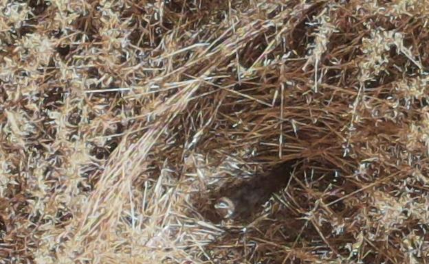 Esperanza para el aguilucho cenizo al detectarse los dos primeros nidos en cuatro años