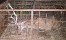 La Fiscalía archiva la denuncia de la Junta por el vídeo del ciervo enjaulado en Monfragüe
