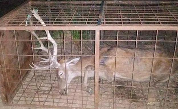 La Fiscalía archiva la denuncia de la Junta por el vídeo del ciervo enjaulado en Monfragüe