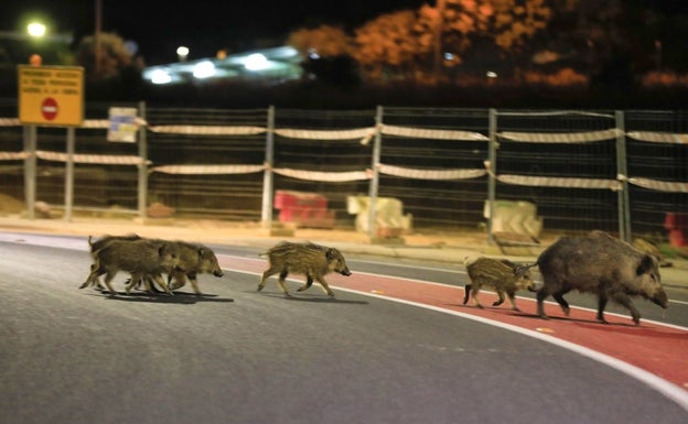 El control de jabalíes mediante cámaras de fototrampeo en Cáceres se atrasa al anularse el concurso
