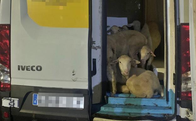 Cinco detenidos por el robo de más de 300 borregos y 11 toneladas de material ferroviario en Extremadura