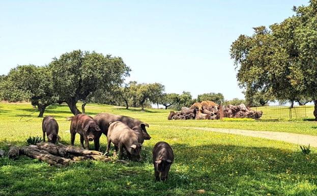 UPA-UCE reclama ayudas para que el porcino ibérico pueda paliar la subida de los costes