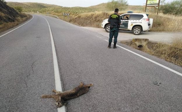 Un cachorro de lince ibérico aparece atropellado en la carretera de Hornachos a Llera
