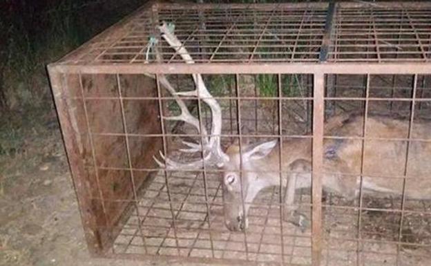 La Junta dice que las jaulas de control de ungulados seguirán usándose en Monfragüe