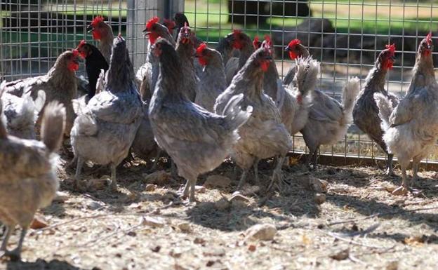 Convocatoria de ayudas para la cría de razas ganaderas autóctonas en Extremadura