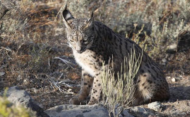 El censo de linces ibéricos llega a los 1.365 ejemplares, 164 de ellos en Extremadura