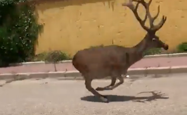 Dos ciervos sorprenden a vecinos y veraneantes por las calles de Matalascañas