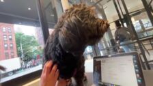 Perros sin correa: la nueva apuesta de este café de Nueva York