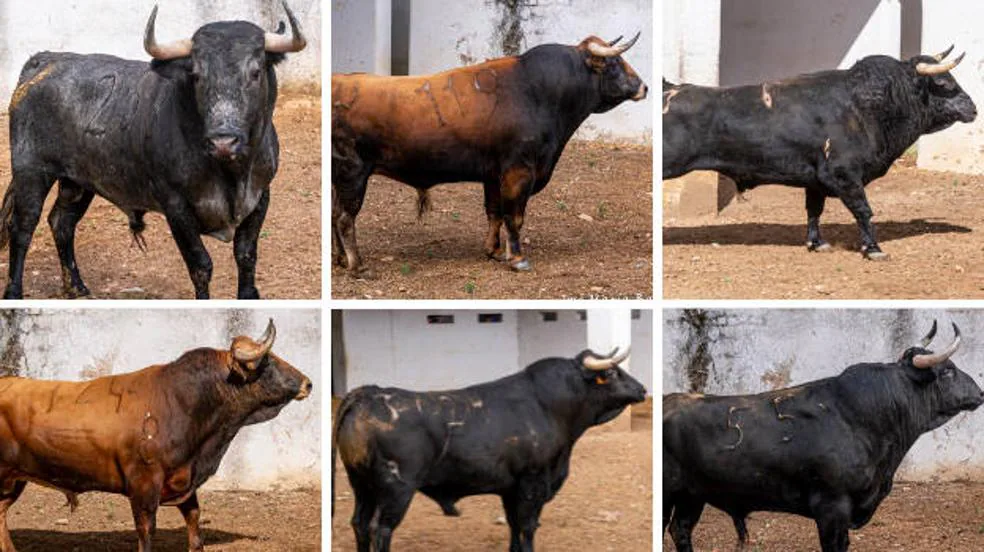 Estos son los toros para la encerrona de Perera en Badajoz