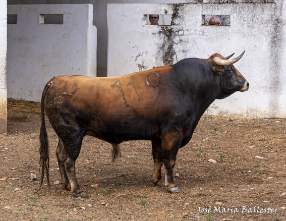 Estos son los toros para la encerrona de Perera en Badajoz