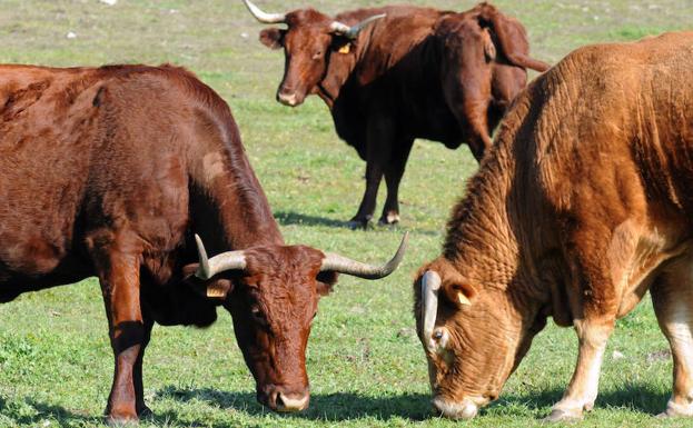 Extremadura albergará por primera vez el Congreso Hispano-Luso de Ganadería Extensiva