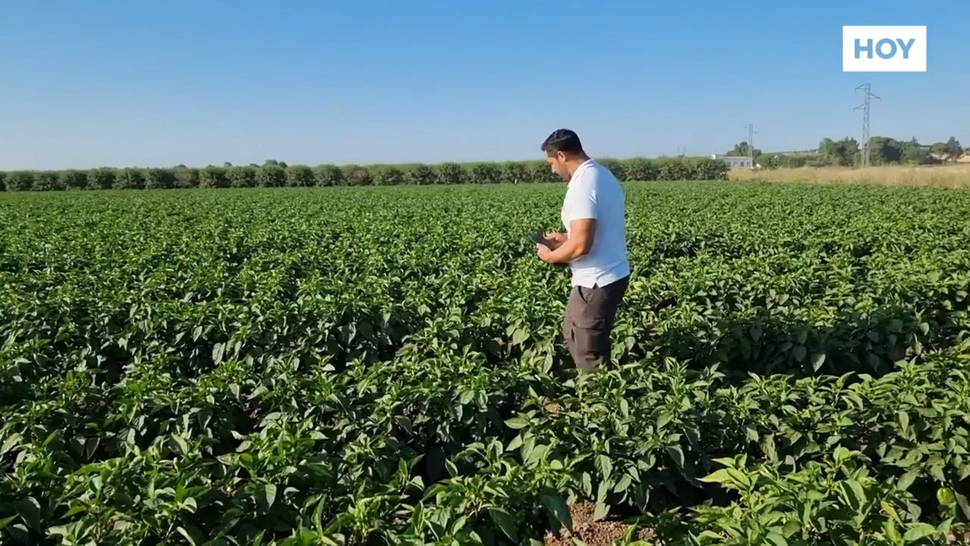 El pimiento empieza a echar raíces