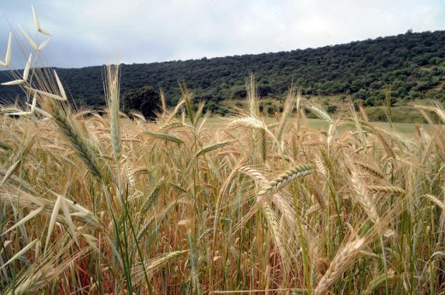 Cereales como arma de guerra