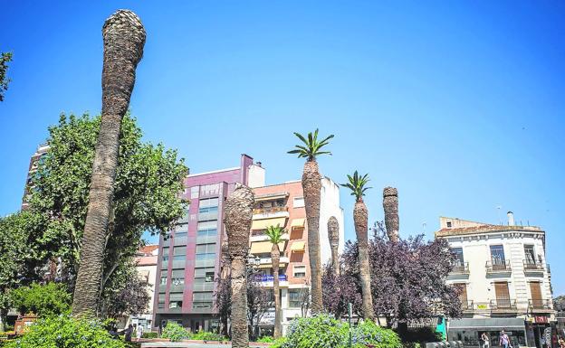 El picudo rojo devora las 25 palmeras del paseo de San Francisco de Badajoz