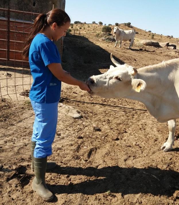 «La ola de calor puede provocar la muerte al ganado deshidratado»