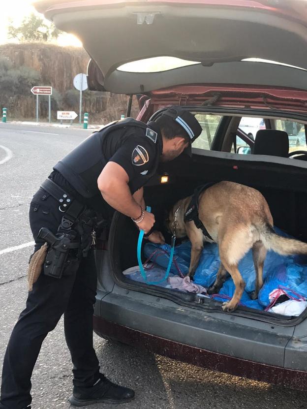 La Policía de Logrosán ya tiene un perro para la búsqueda de drogas