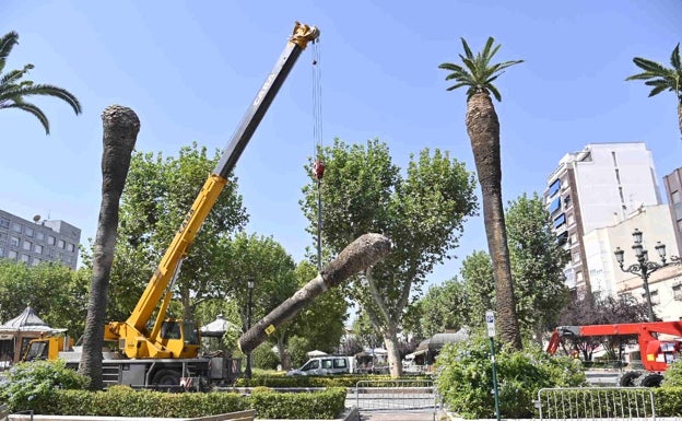 Comienzan a talar 25 palmeras en el paseo de San Francisco en Badajoz