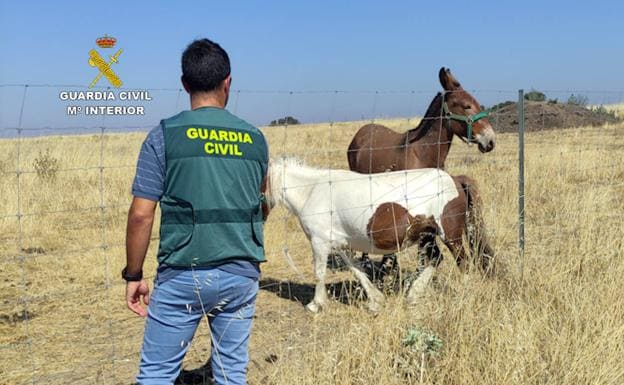 Tres detenidos en Oliva de Plasencia por estafa en la compra de unos ponis en Navarra