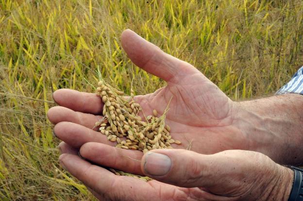 Salvemos nuestro arroz