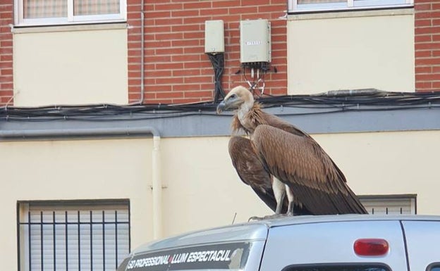 El hospital veterinario de la Junta ha atendido ya a más animales que en todo 2021