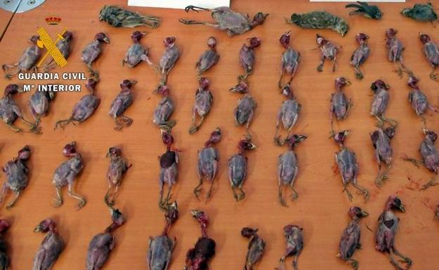 La Guardia Civil investiga a un vecino de Calzadilla de los Barros por capturar aves protegidas