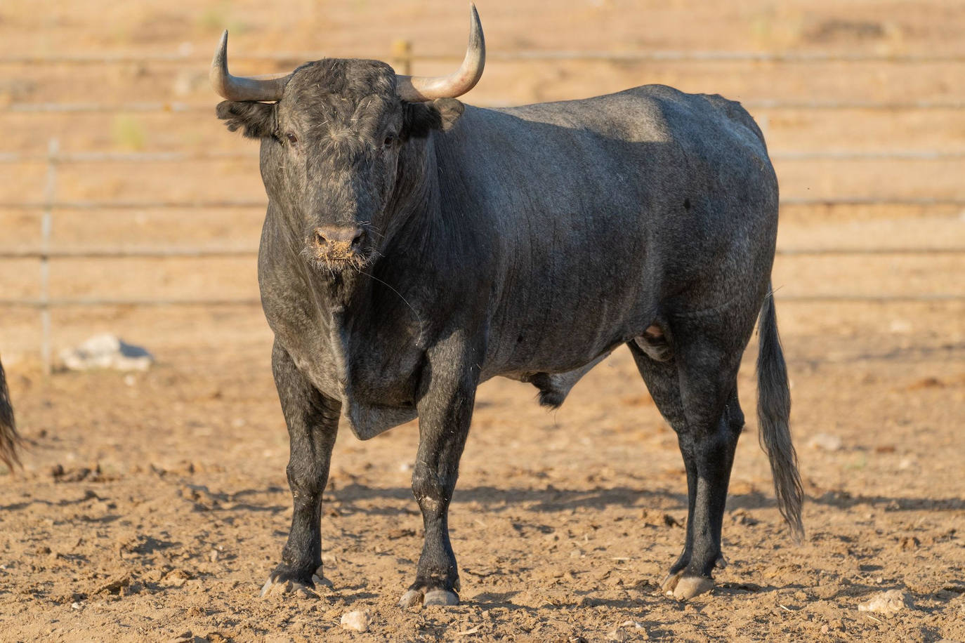 Estos son los victorinos que se lidiarán el lunes en Almendralejo