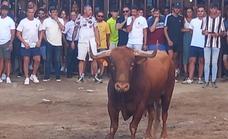 Un joven recibe tres cornadas en los festejos taurinos de Torrejoncillo