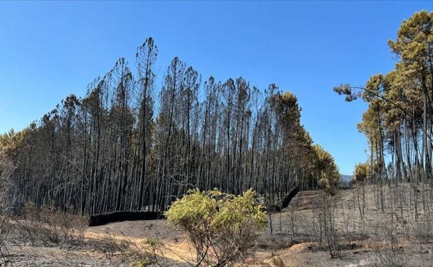 Los 17 incendios forestales de la última semana en la región han calcinado más de mil hectáreas