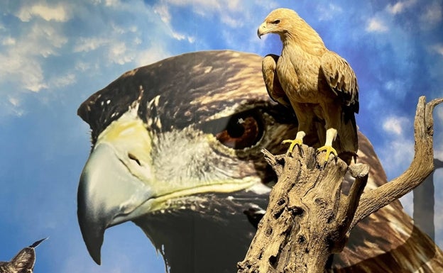 El pequeño y curioso museo de las aves disecadas