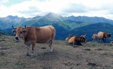 Asturias dará de beber al ganado con helicópteros