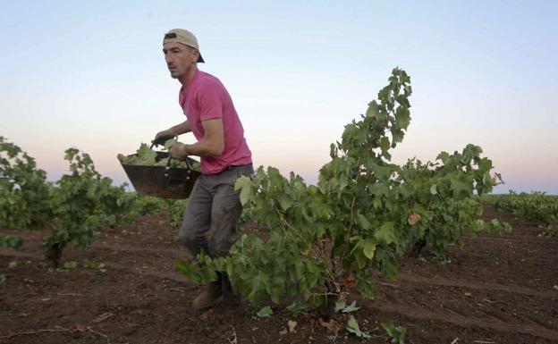 A seasonal worker picks grapes in a vineyard in Almendralejo.