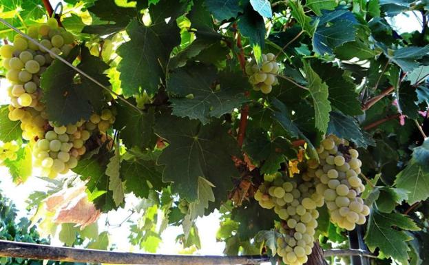 Metidieri pide vender por encima de 40 céntimos el kilo en esta «complicada» campaña de uva