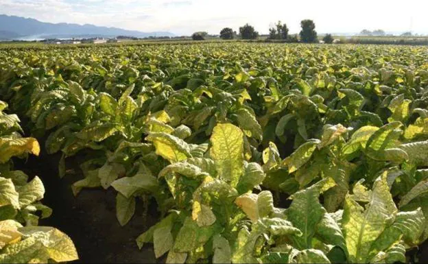 Un estudio analizará los costes de producción del tabaco y tomate de industria
